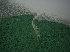 Victor Moriyama/Greenpeace